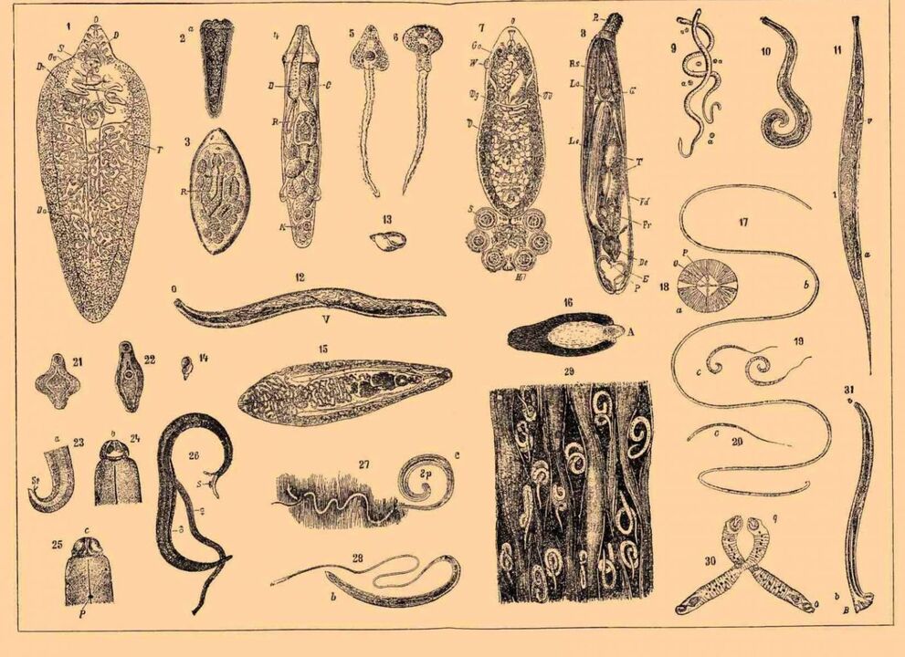 rodzaje pasożytów żyjących w organizmie człowieka