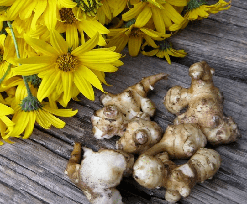Topinambur do przygotowania świeżo wyciśniętego soku na pasożyty