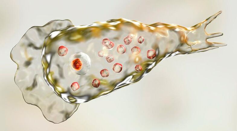 Ameba Naegleria fowlera – żyje w ludzkim mózgu i jest śmiercionośnym pasożytem