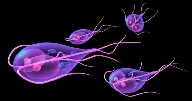 Giardia, która żyje w jelicie cienkim człowieka