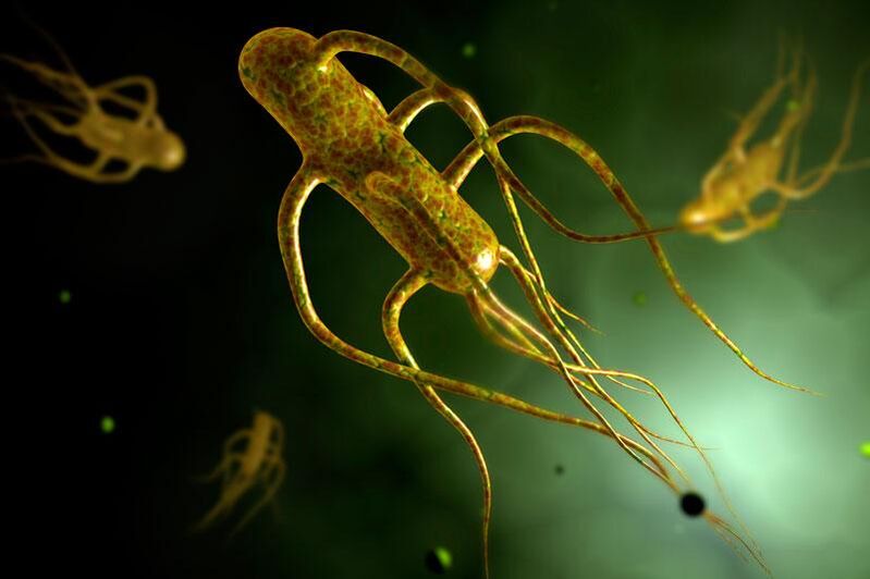 Salmonella żyje w jelicie człowieka