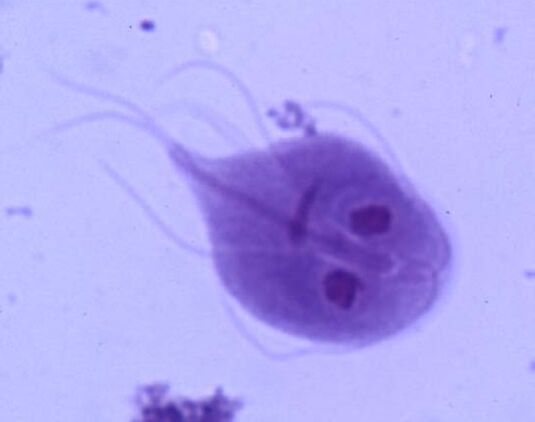 Giardia z ludzkiego ciała